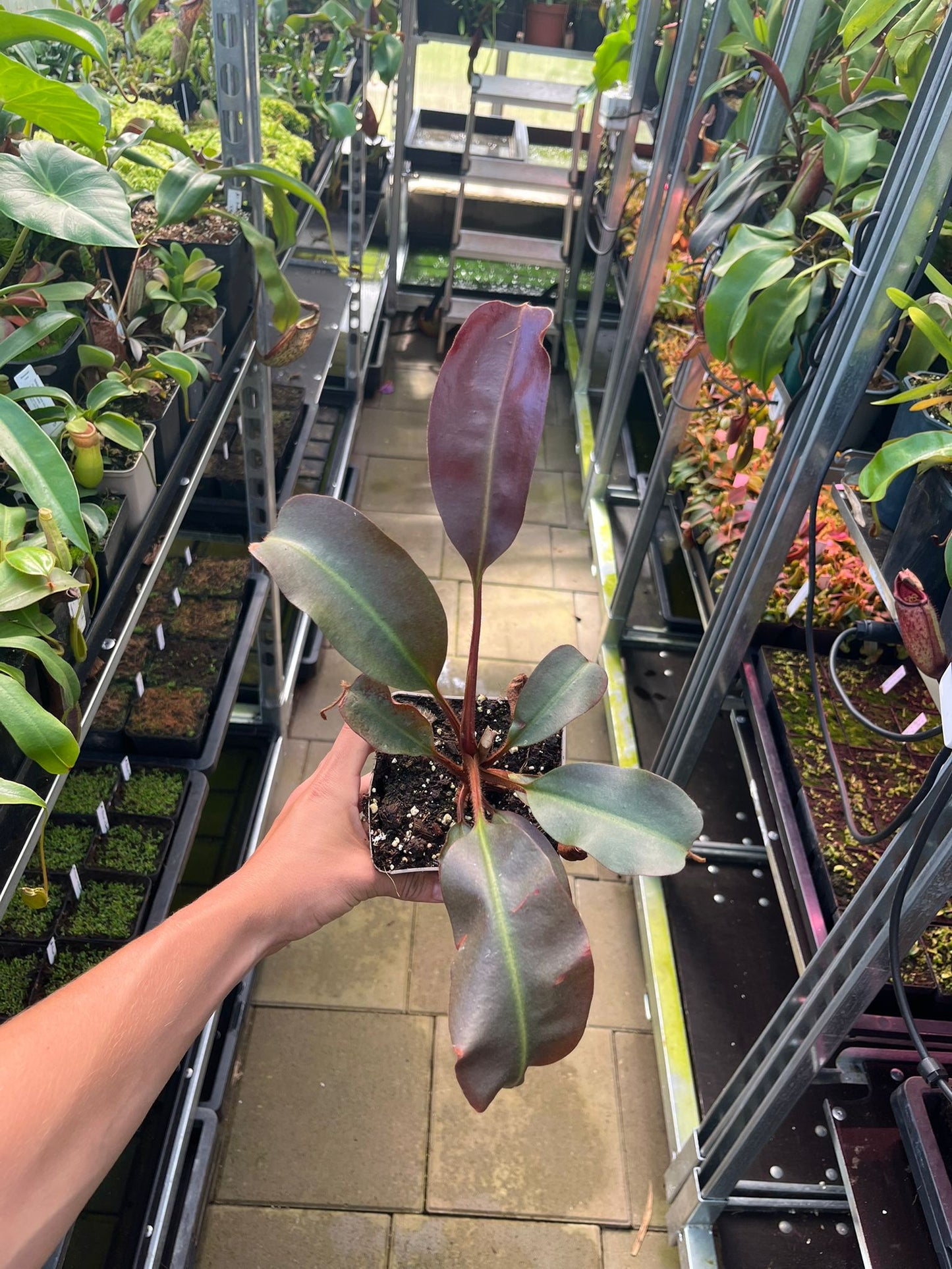 Nepenthes peltata x truncata 'red flush'