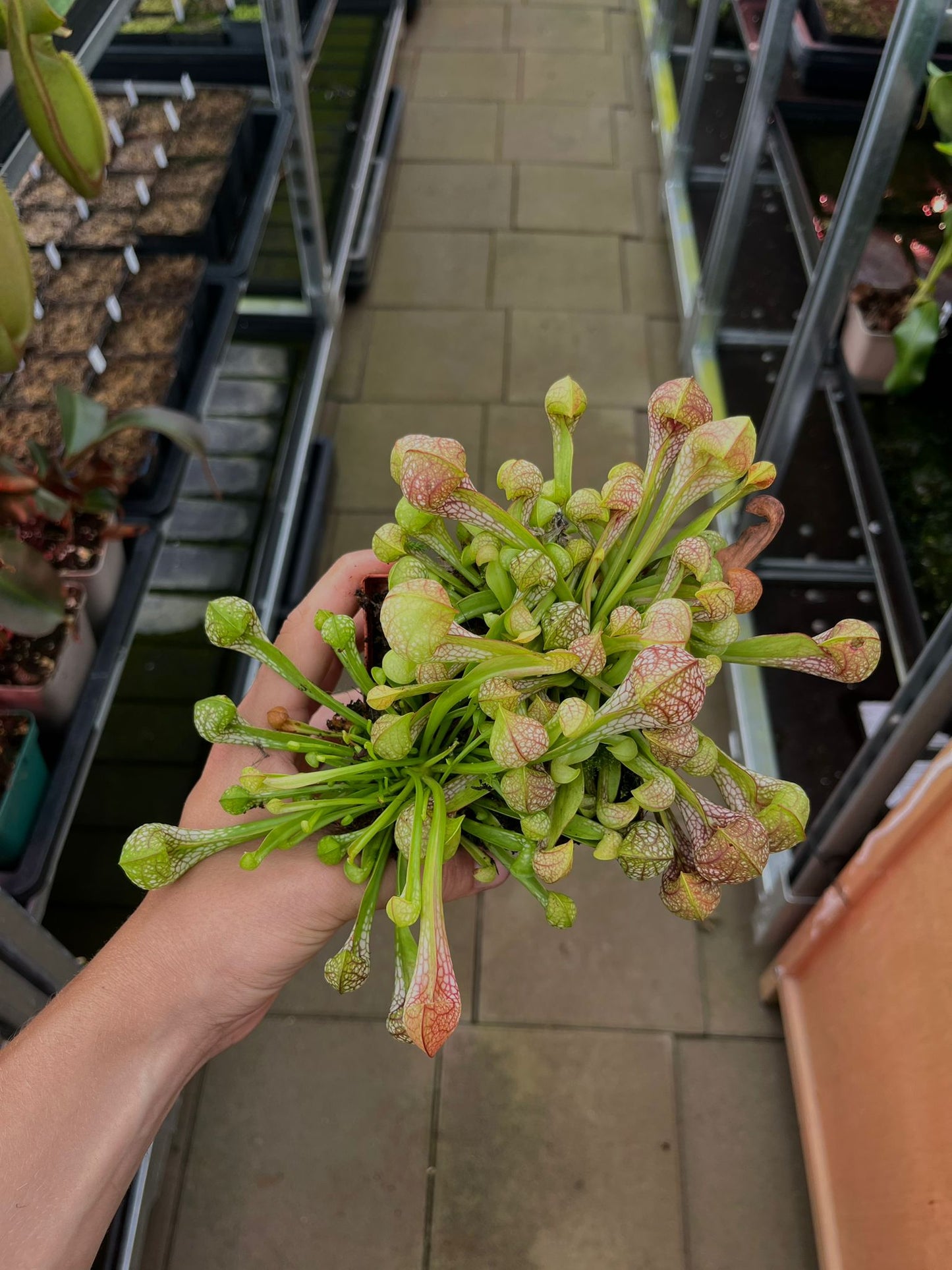 Sarracenia psittacina var. okefenokeensis, Liberty Coᅠ