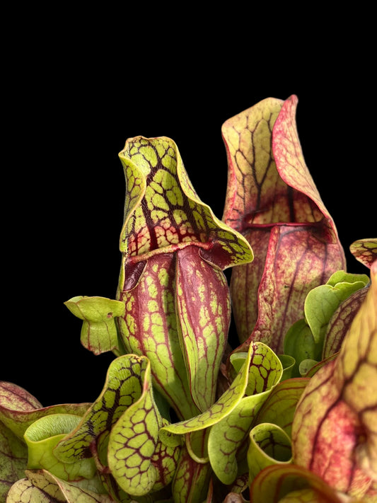 Sarracenia purpurea ssp venosa 'reedy creek' x 'Tom's Swamp'