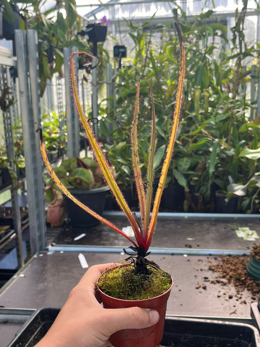 Drosera regia