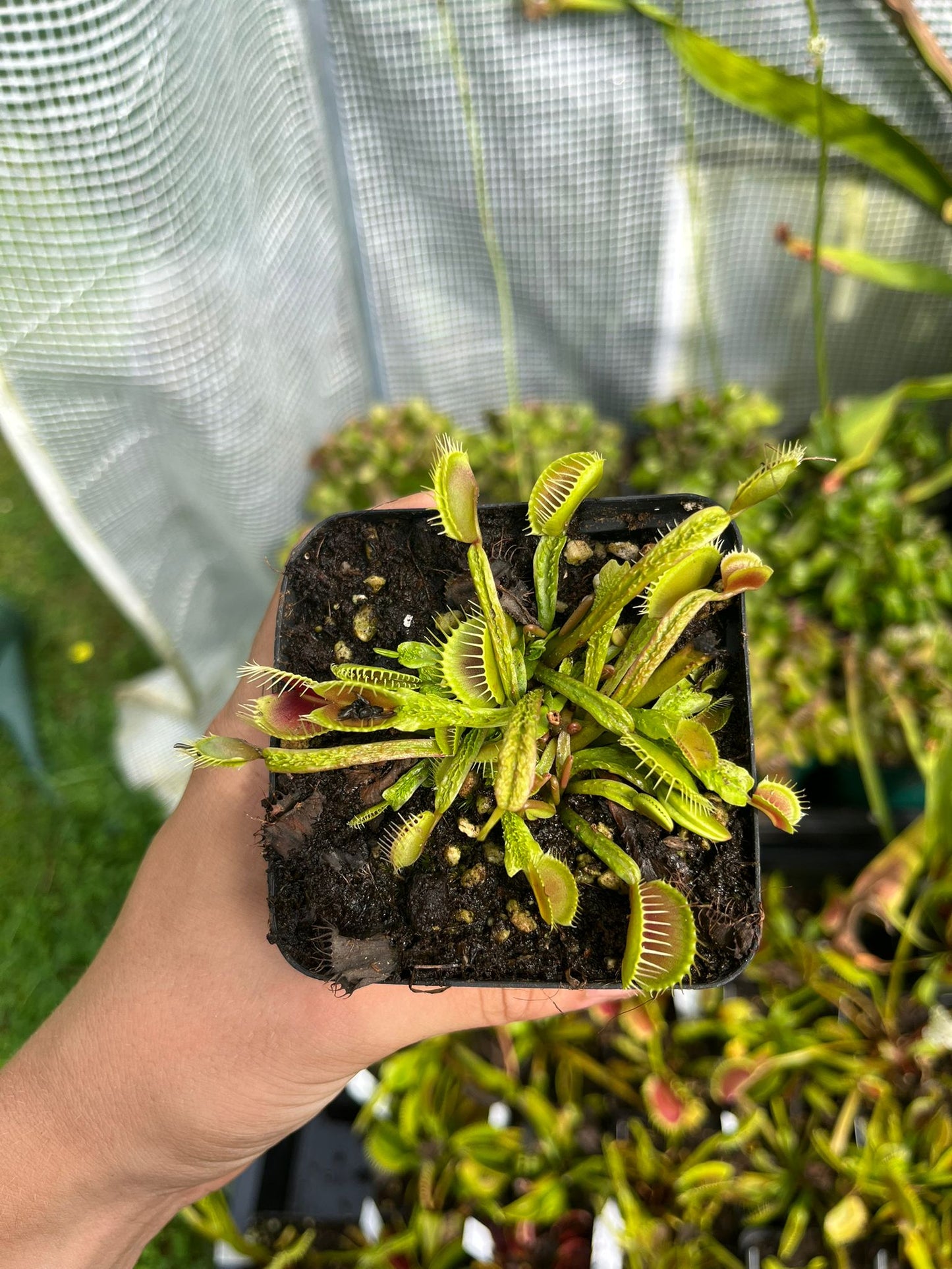 Dionaea muscipula 'Schuppenstiel'