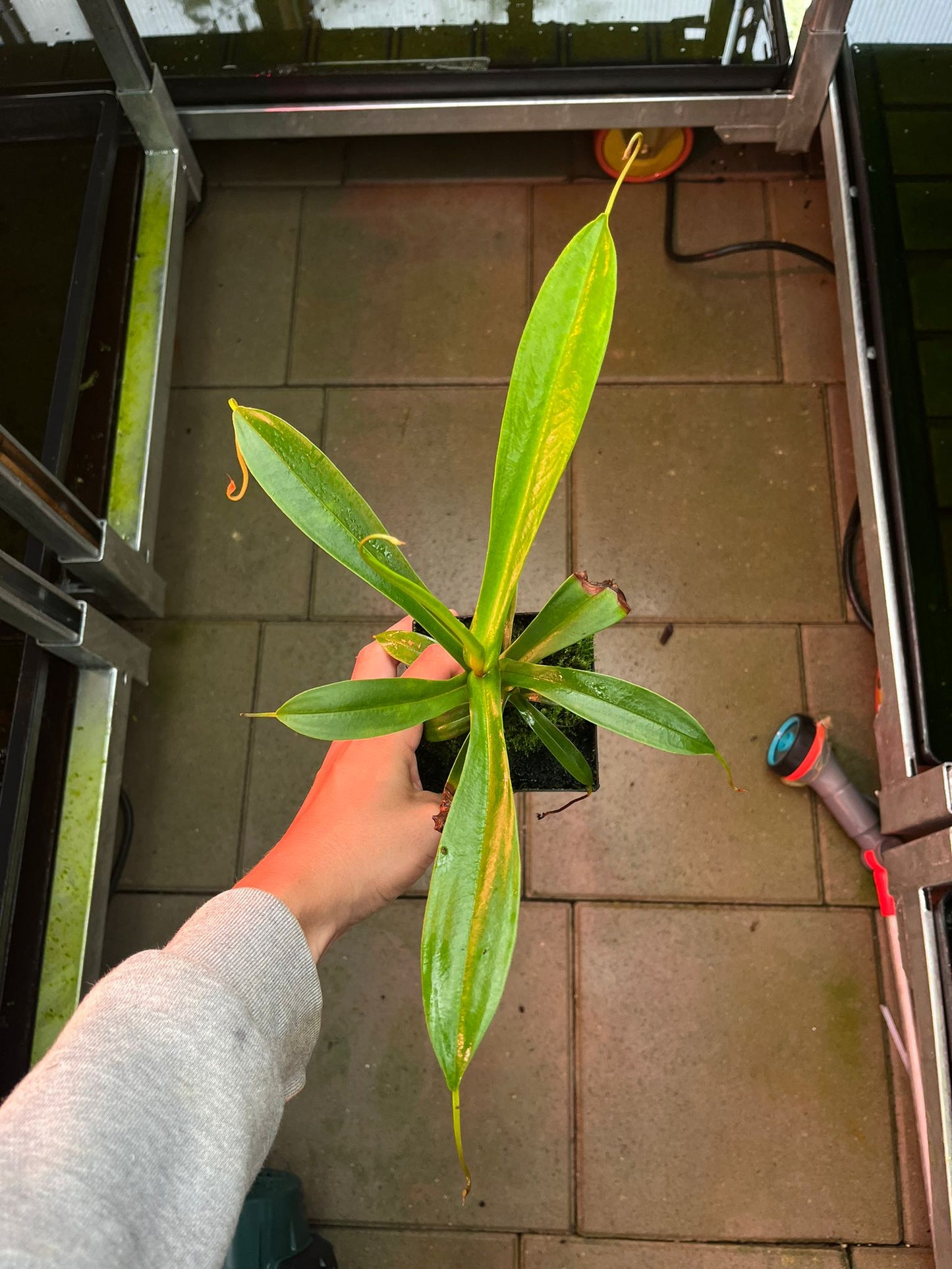 Nepenthes singalana x tenuis 25cm