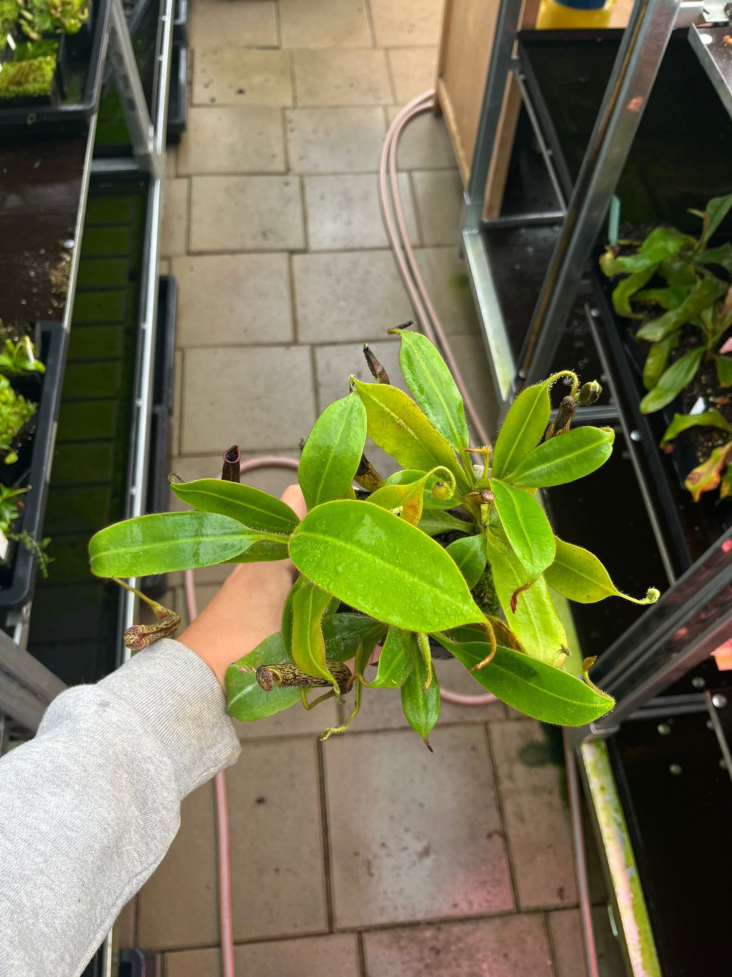 Nepenthes steneophylla x zakriana 15cm