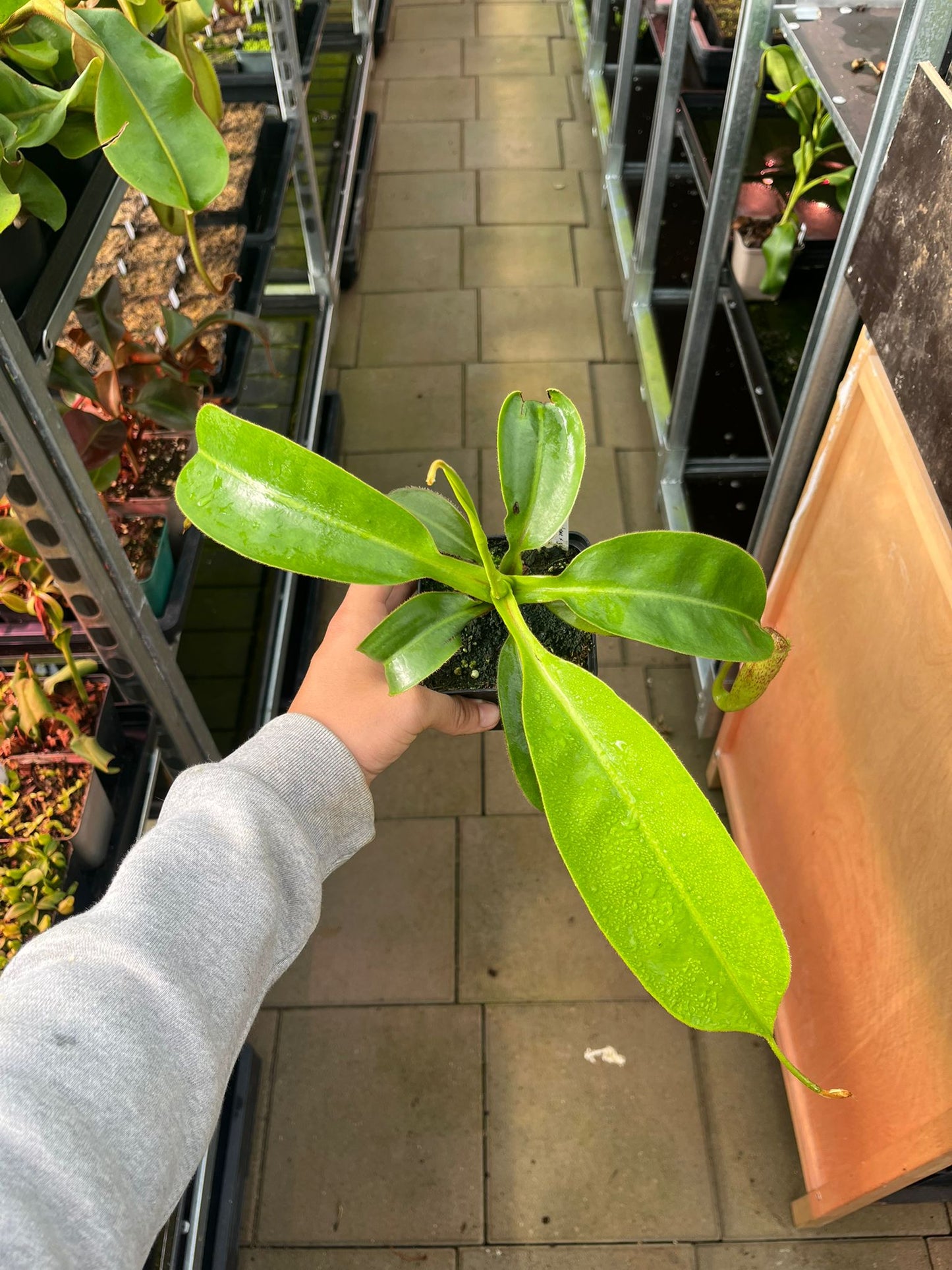 Nepenthes burbidgeae x glandulifera 35cm