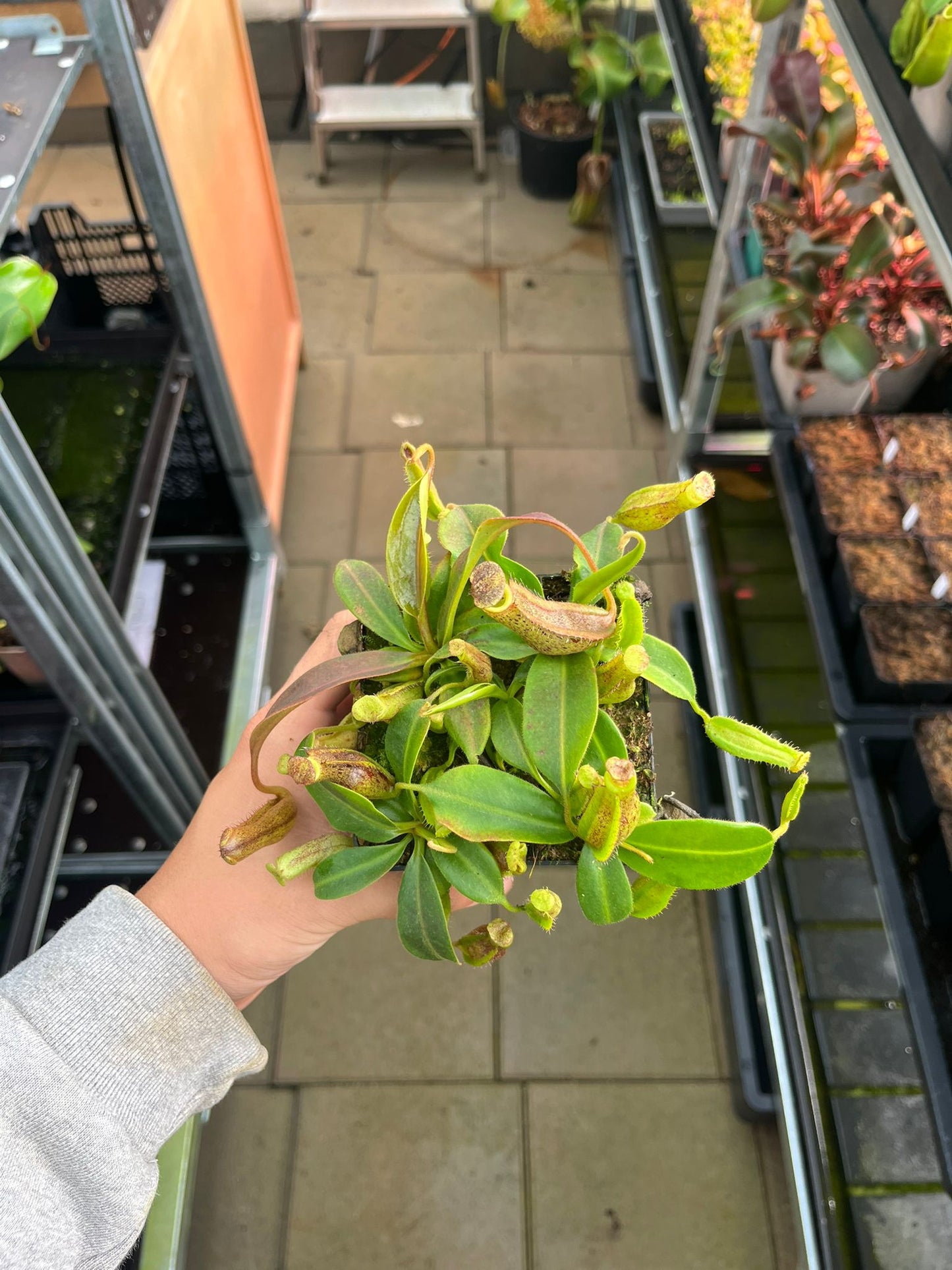Nepenthes (veitchii x platychila) x boschiana 10cm
