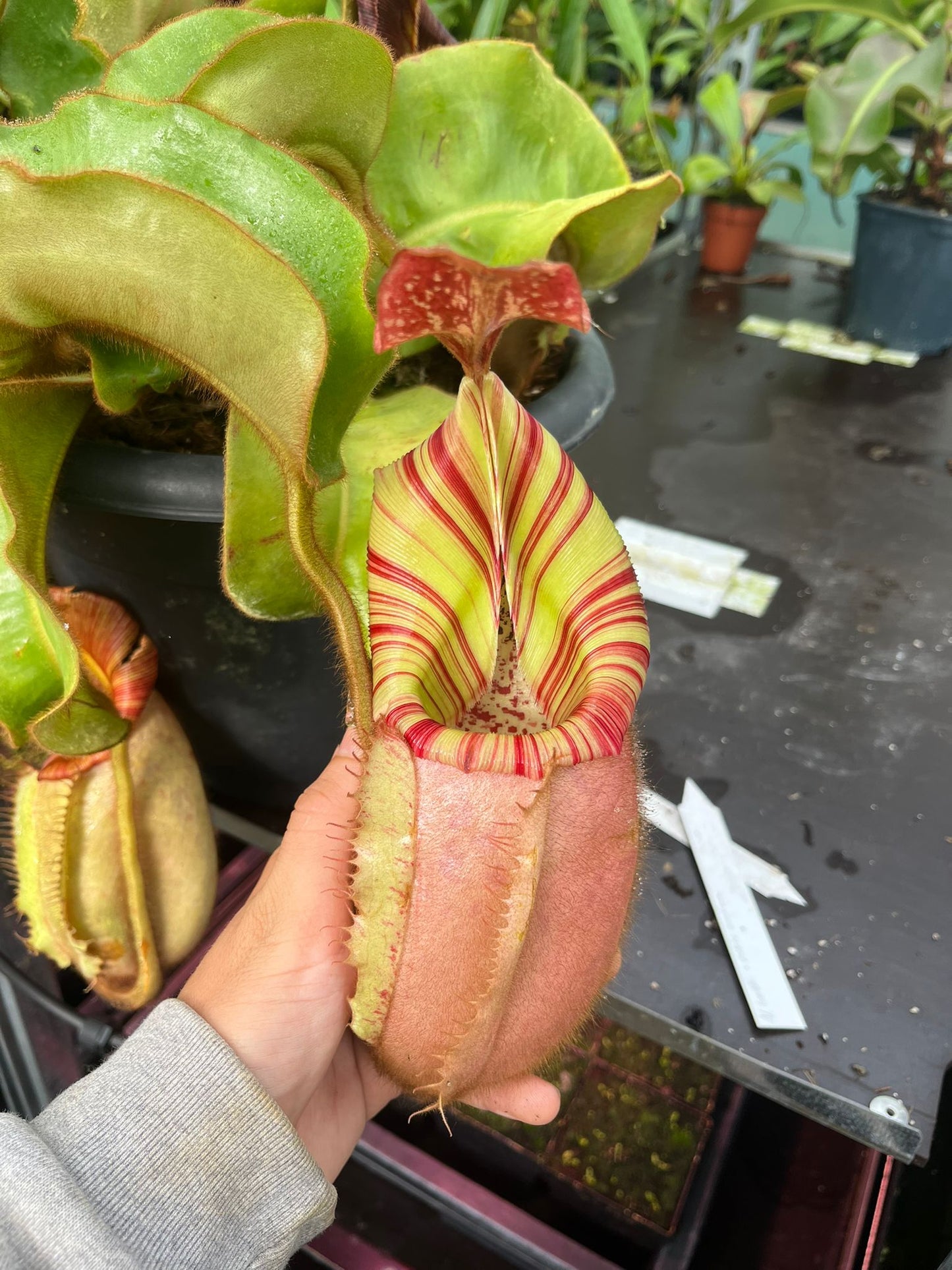 Népenthès (veitchii 'candy' x boschiana) x veitchii 'candy' 10 cm