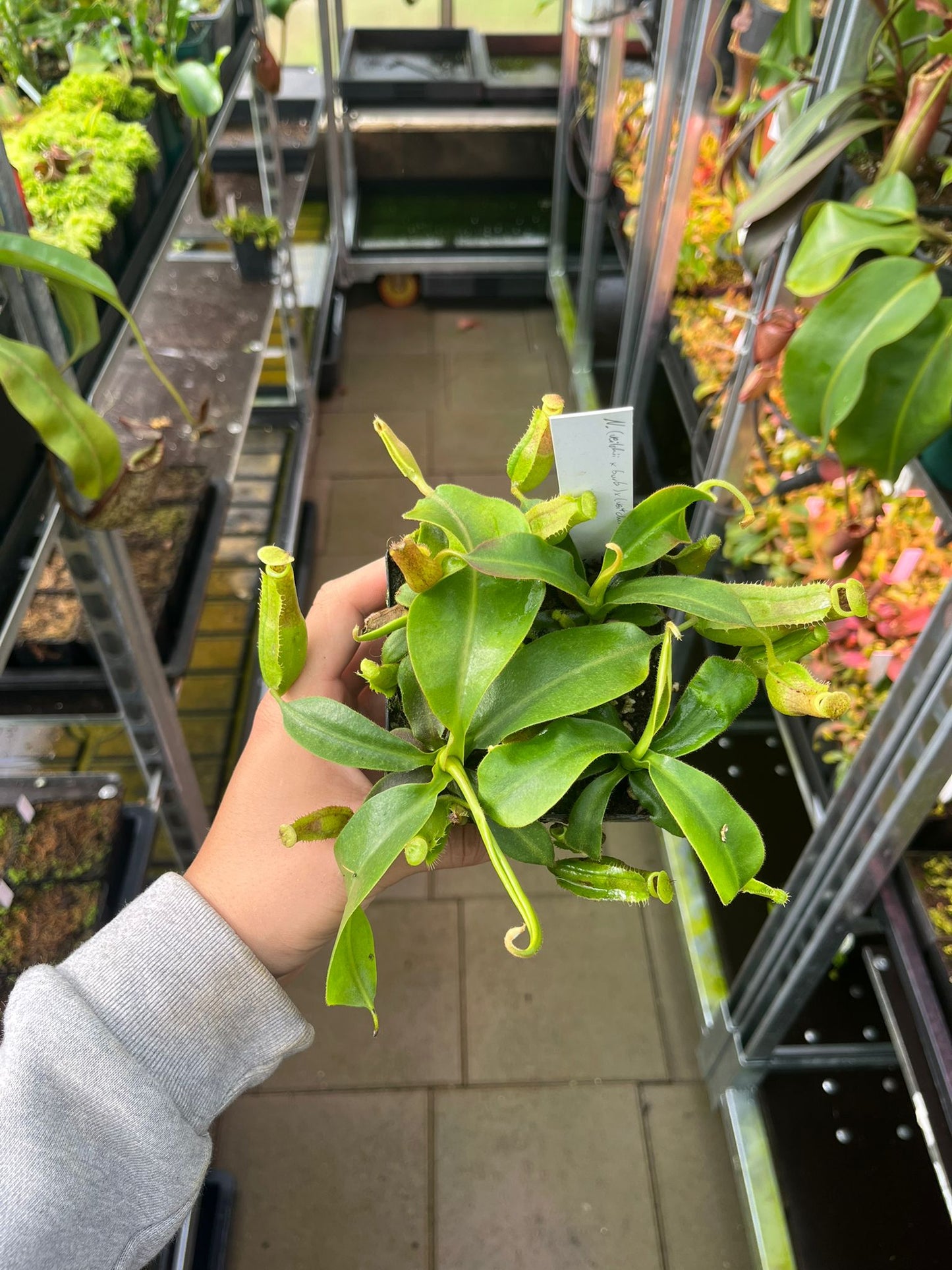 Népenthès (veitchii x burbidgeae) x (veitchii x campanulata) 10 cm