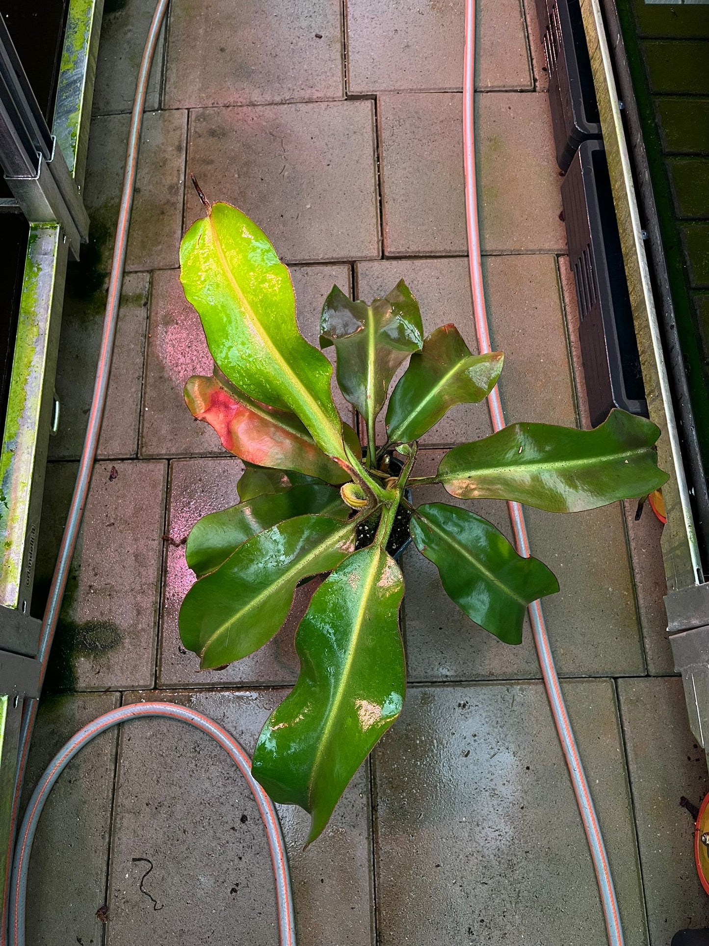 Nepenthes veitchii x (lowii x epippiata) 60cm