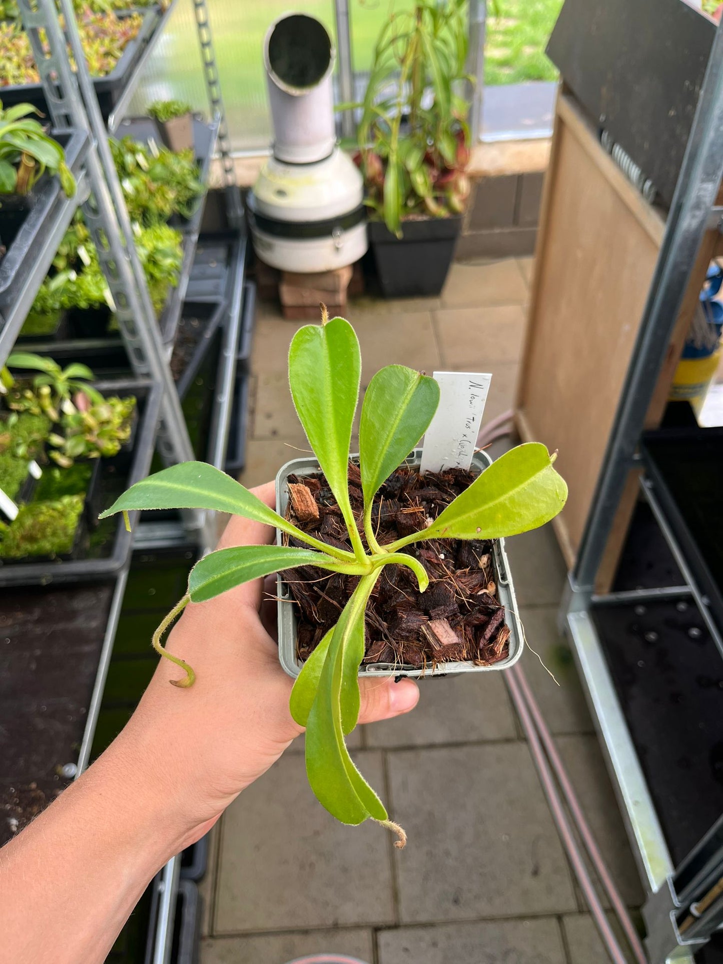 Nepenthes lowii x (veitchii x lowii)
