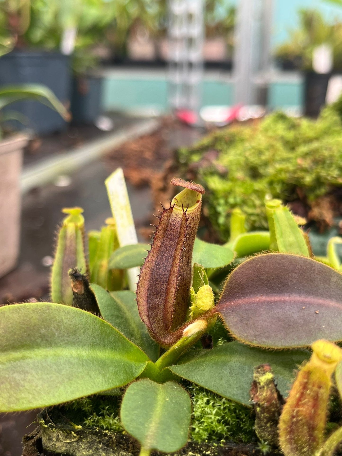Nepenthes (veitchii x platychila) x mollis