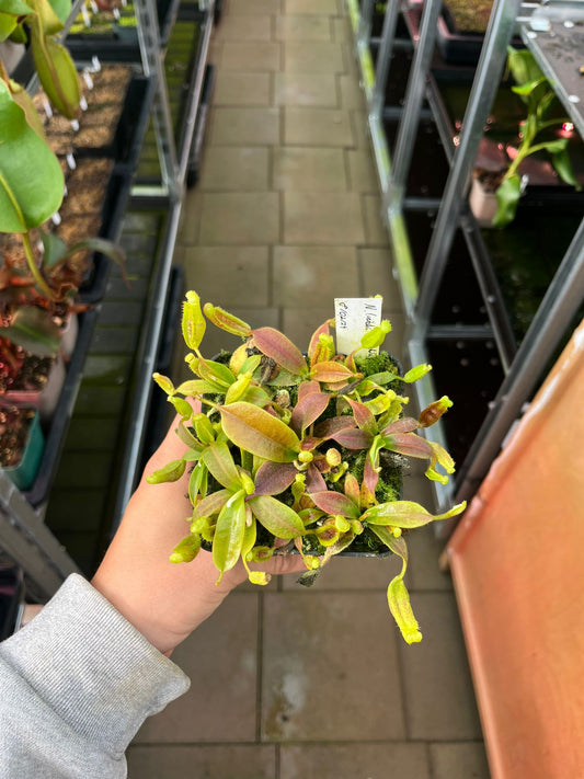 Nepenthes (veitchii x platychila) x platychila