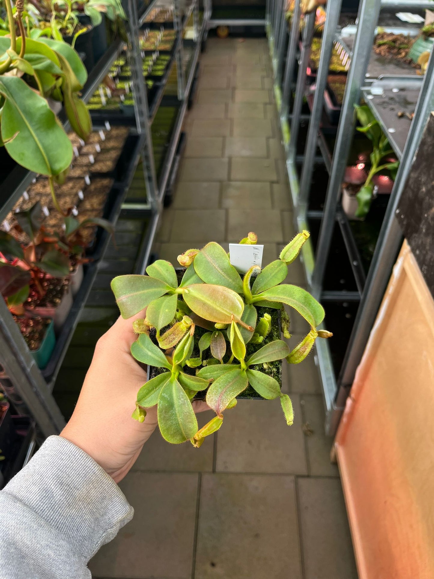 Nepenthes (veitchii x platychila) x soi