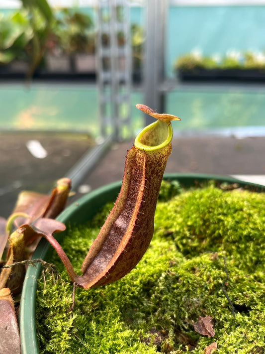 Nepenthes (veitchii x platychila) x (veitchii x boschiana) 10cm