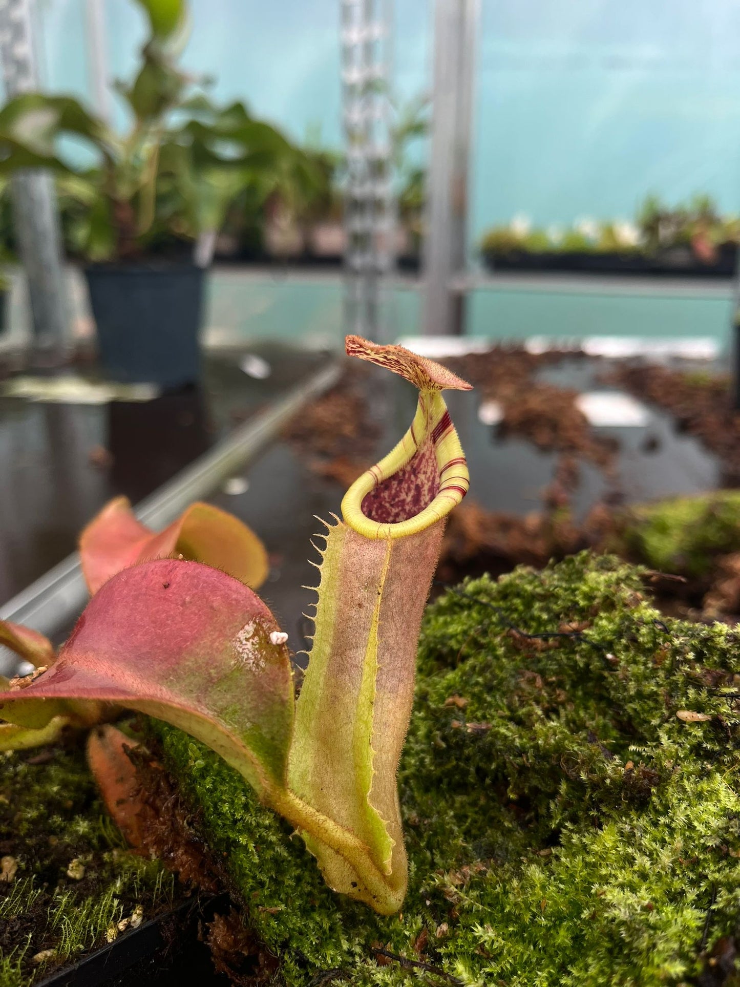 Nepenthes veitchii ‘candy’ x (veitchii x burbidgeae) 10cm