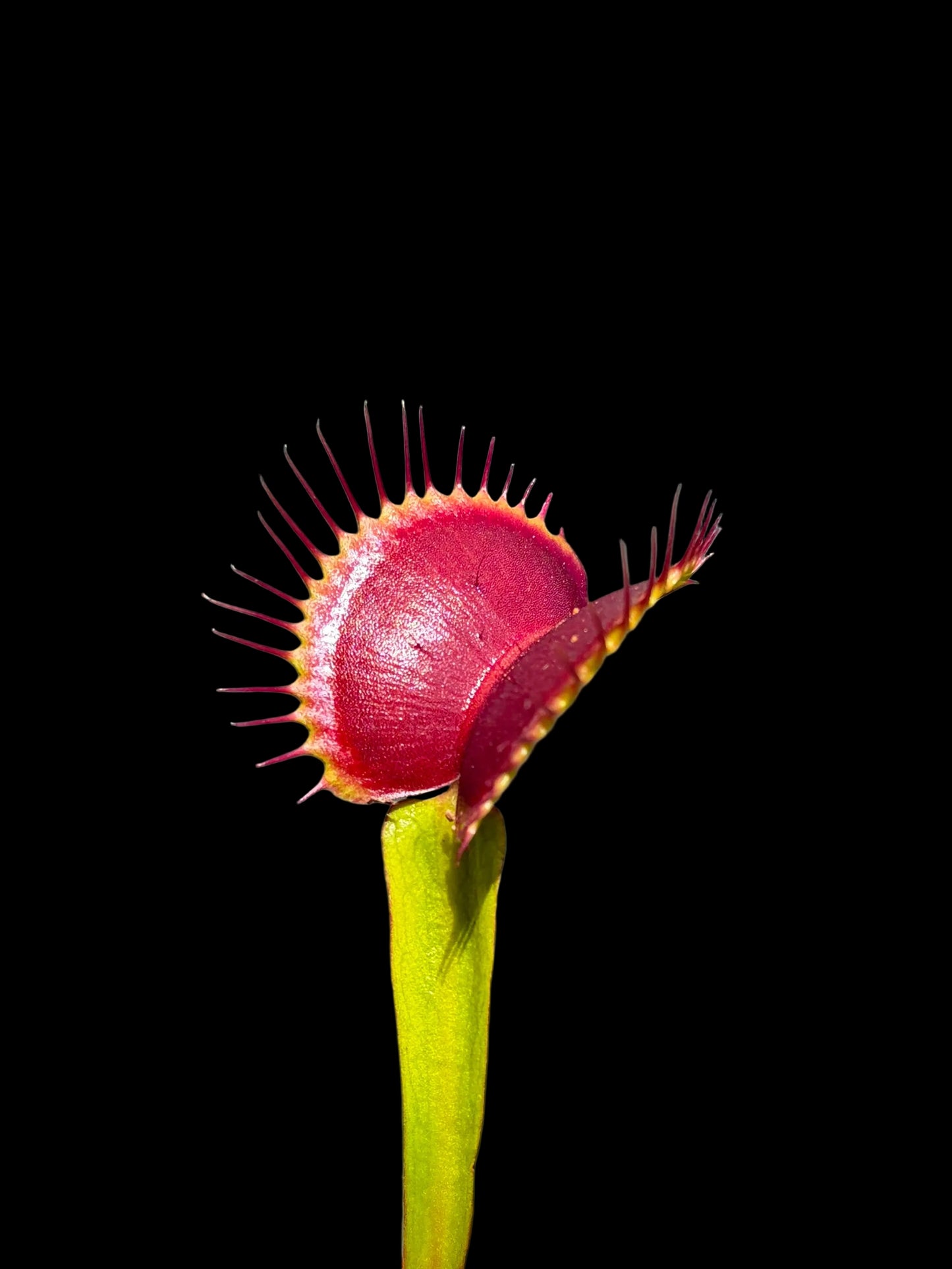 Dionaea muscipula 'SD Draco'