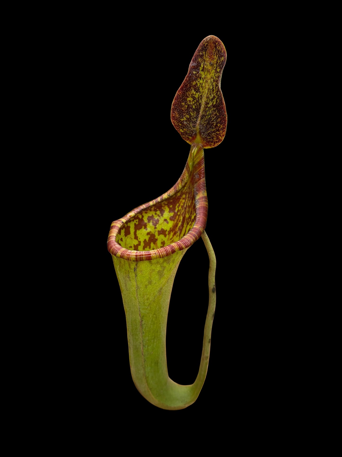Nepenthes lowii x zakriana
