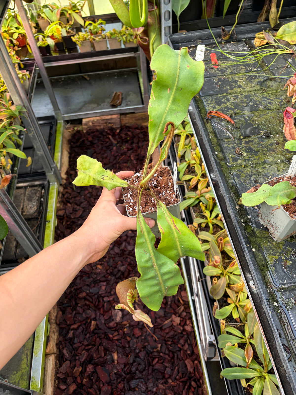 Nepenthes (mollis x veitchii) x veitchii 40cm