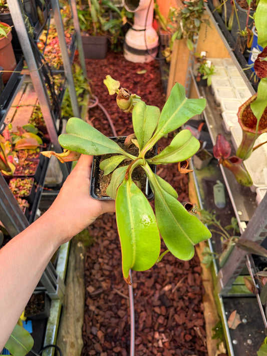 Nepenthes (lowii x platychila) x veitchii ‚candy striped‘