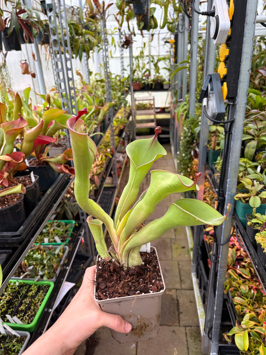 Heliamphora huberi (Anga) x parva #2