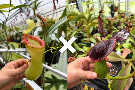 Nepenthes ventricosa ‚porcelain‘ x lowii ‚Murud‘ 2 SEEDPODS
