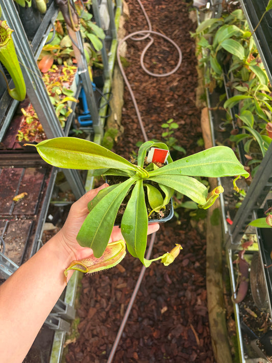 Nepenthes (veitchii x platychila) x naga ‚black‘ 15-20cm