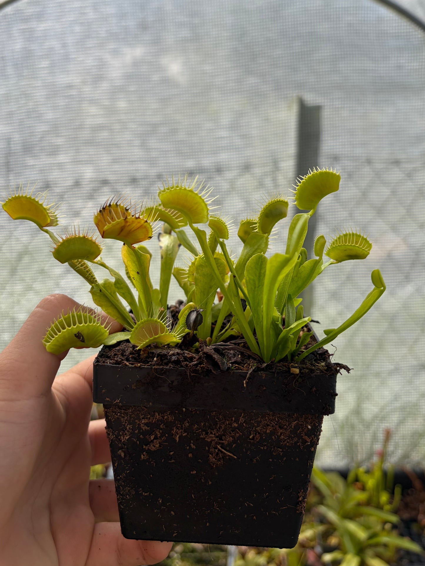 Dionaea muscipula 'cheerleader'