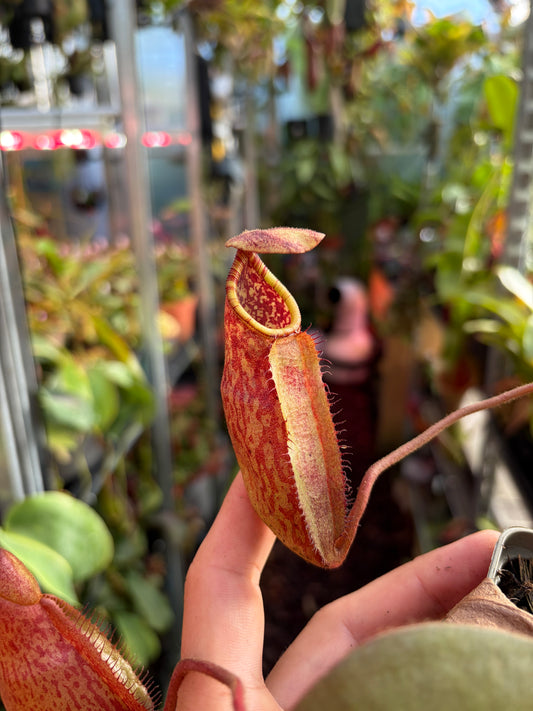 Nepenthes peltata x ephippiata (BE-4654) 15cm