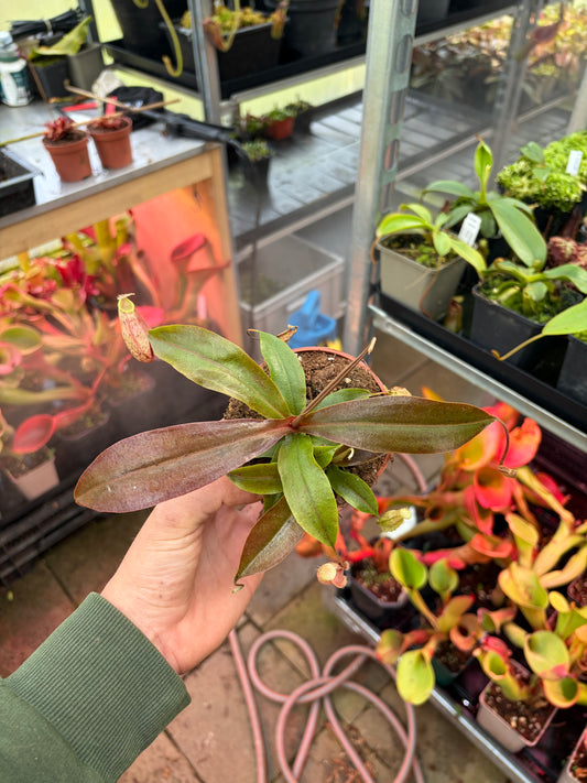 Nepenthes rafflesiana x sibuyanensis BE-3819