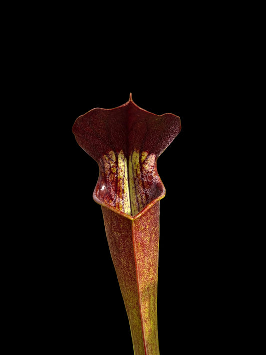 Sarracenia alata 'Night'