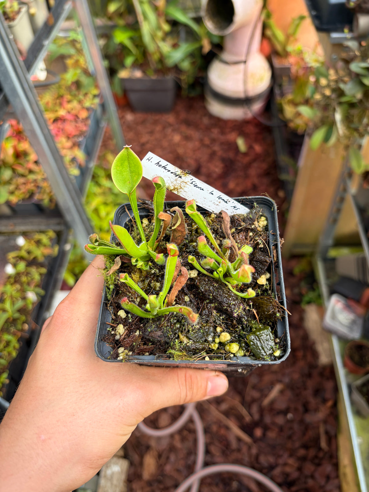 Heliamphora heterodoxa ‚Sierra la lema‘ MS