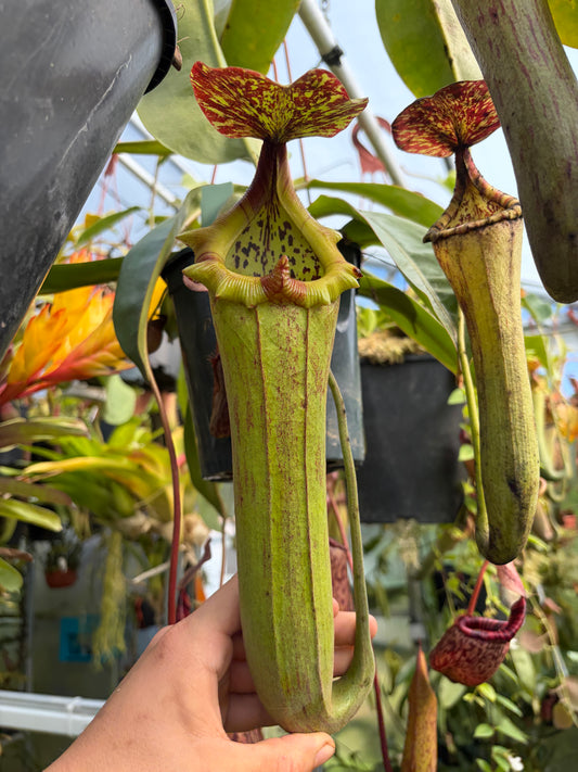 Nepenthes truncata x boschiana EP ‚female‘