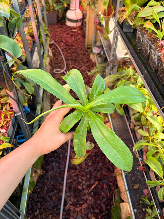 Nepenthes ventricosa x sibuyanensis 20-25cm