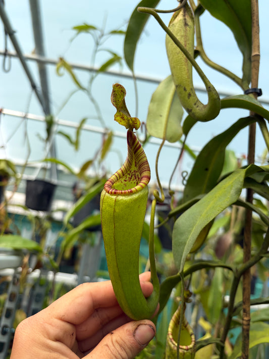 Nepenthes minima x mollis