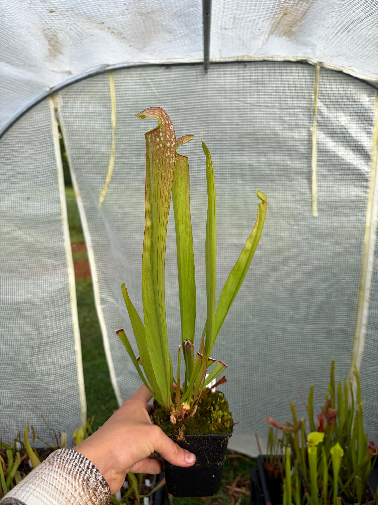 Sarracenia x excellens