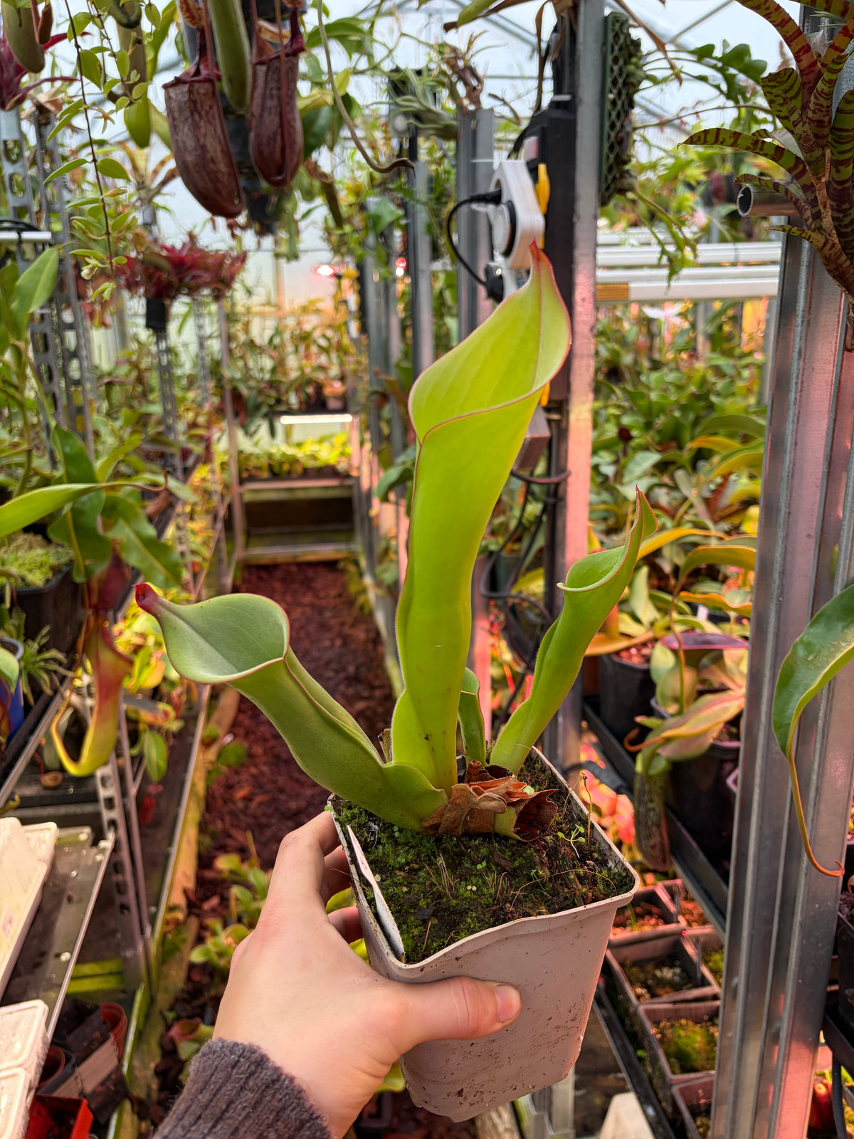 Heliamphora spec. akopan #7