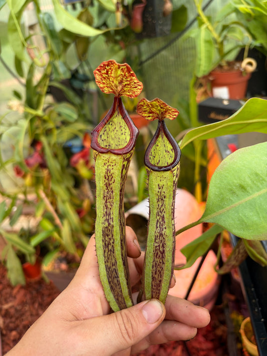 Nepenthes (platychila x boschiana) x self 20cm+