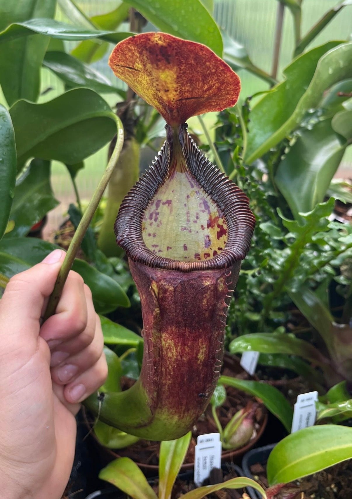 Nepenthes izumiae x trusmadiensis ‚female - rooted cutting‘