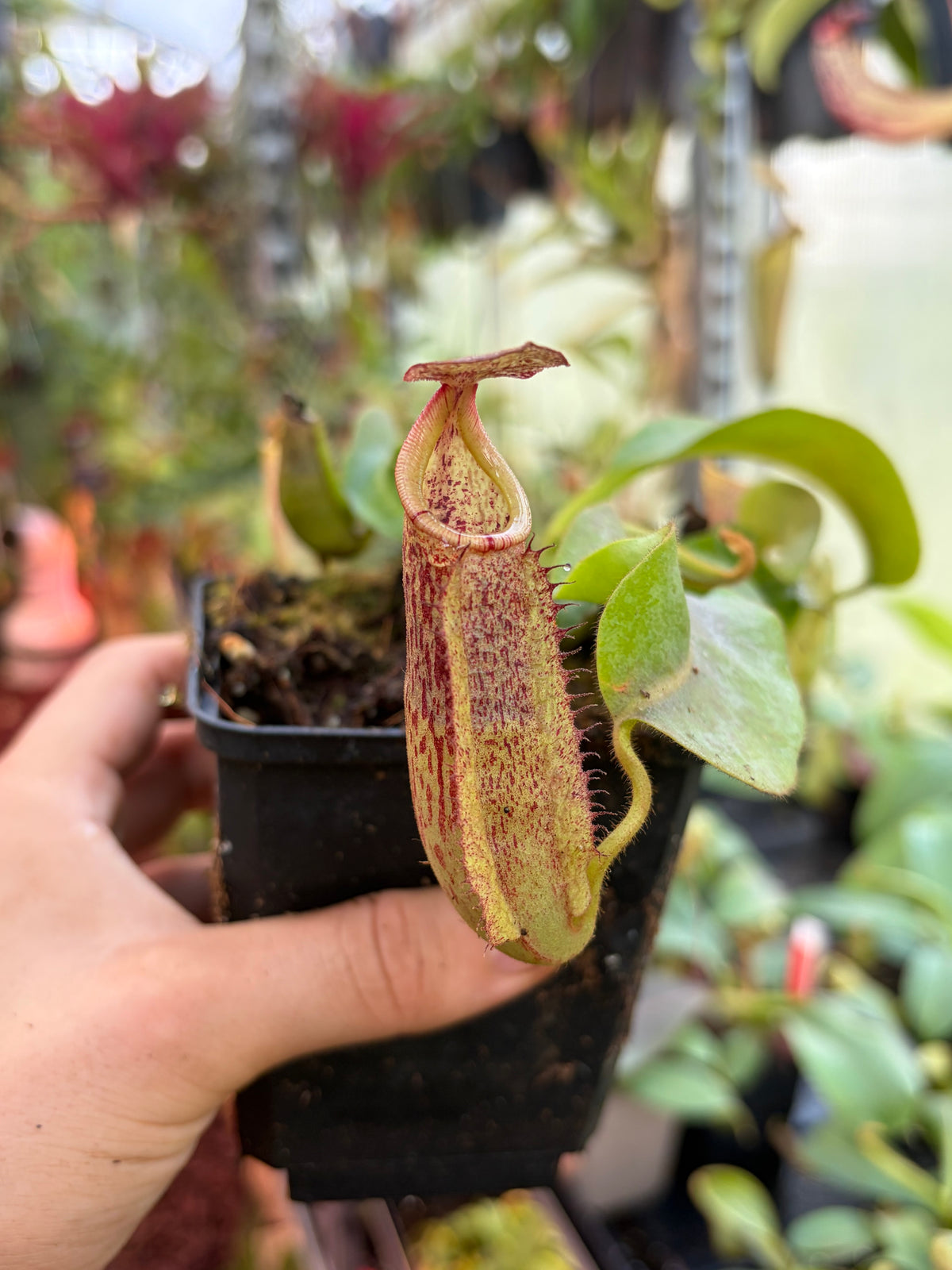 Nepenthes veitchii ‚Murud‘ 10-15cm