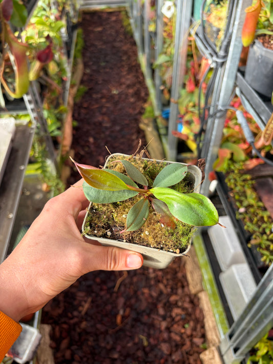 Nepenthes mira x peltata (BE-4535) 10cm