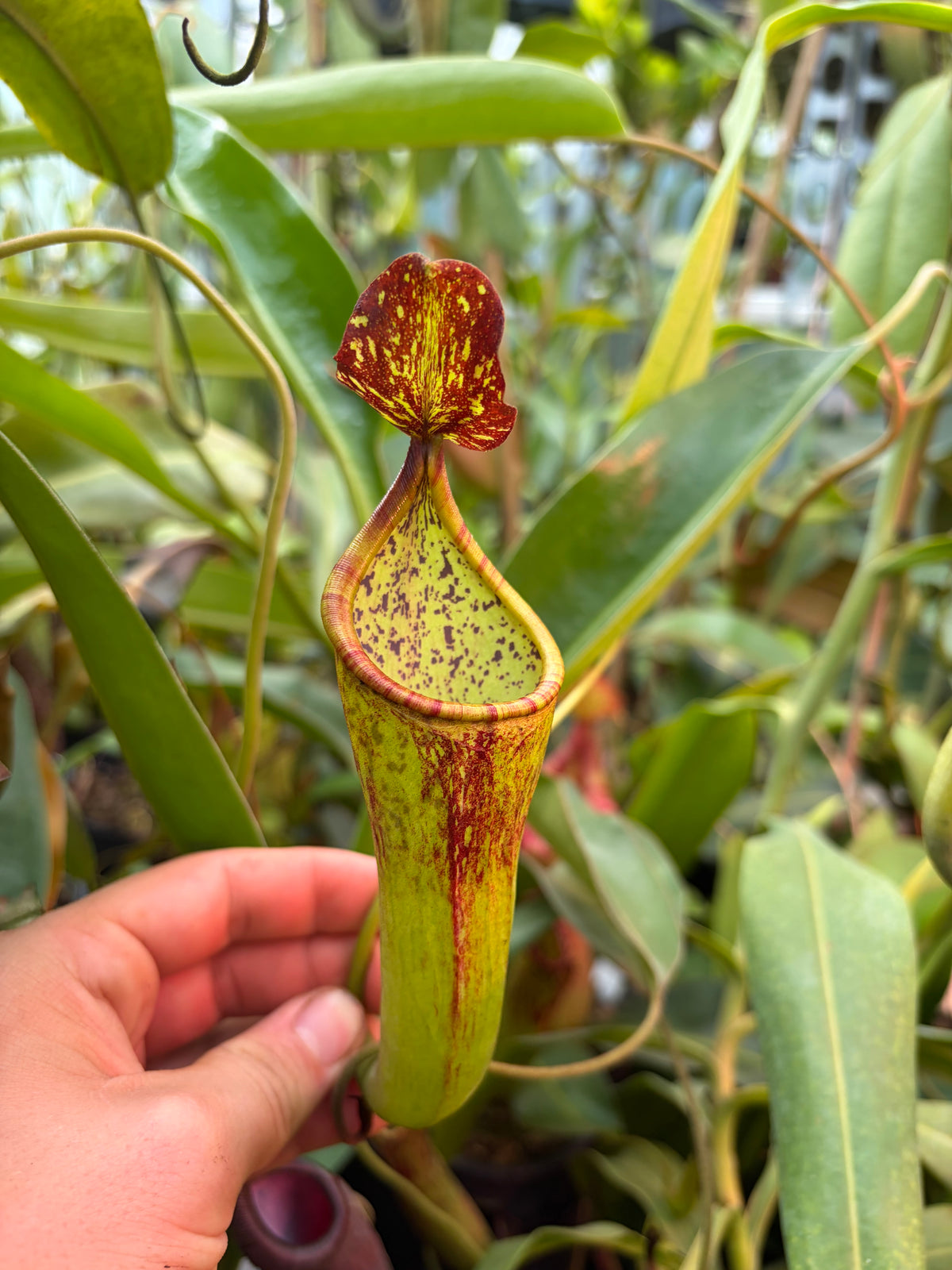 Nepenthes copelandii 20cm