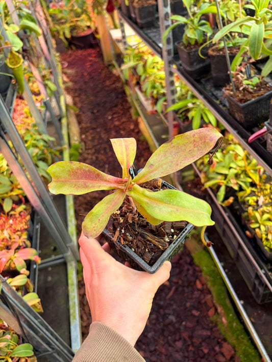 Nepenthes chaniana x spectabilis 15cm