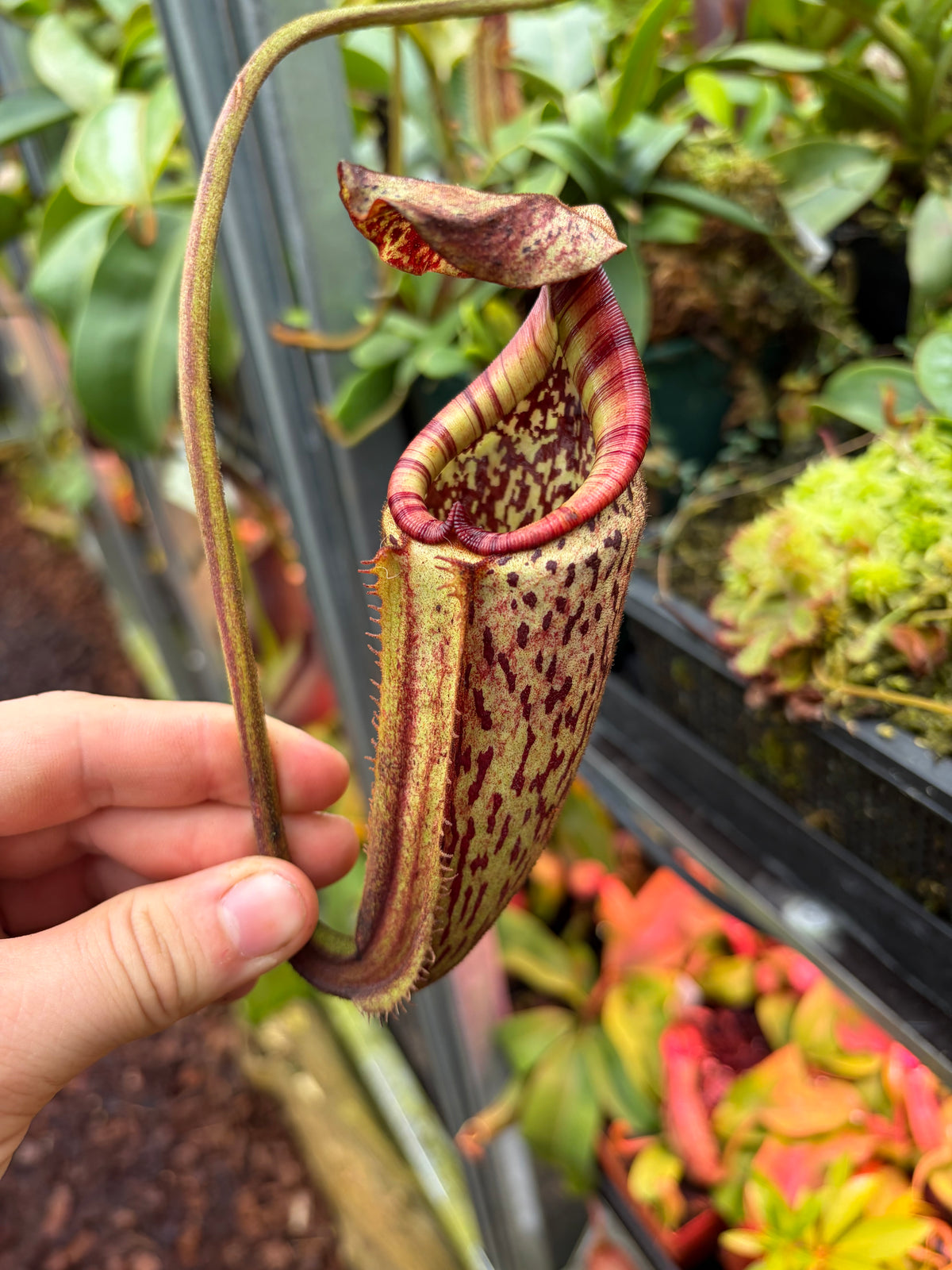 Nepenthes burbidgeae ‚SG‘ 40cm