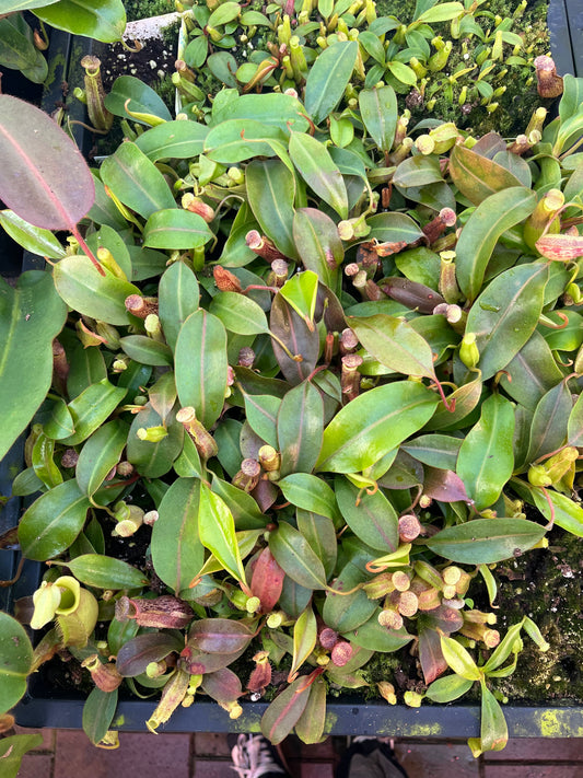 Deal: 5x N. (veitchii × burbidgeae) × boschiana 15-20cm