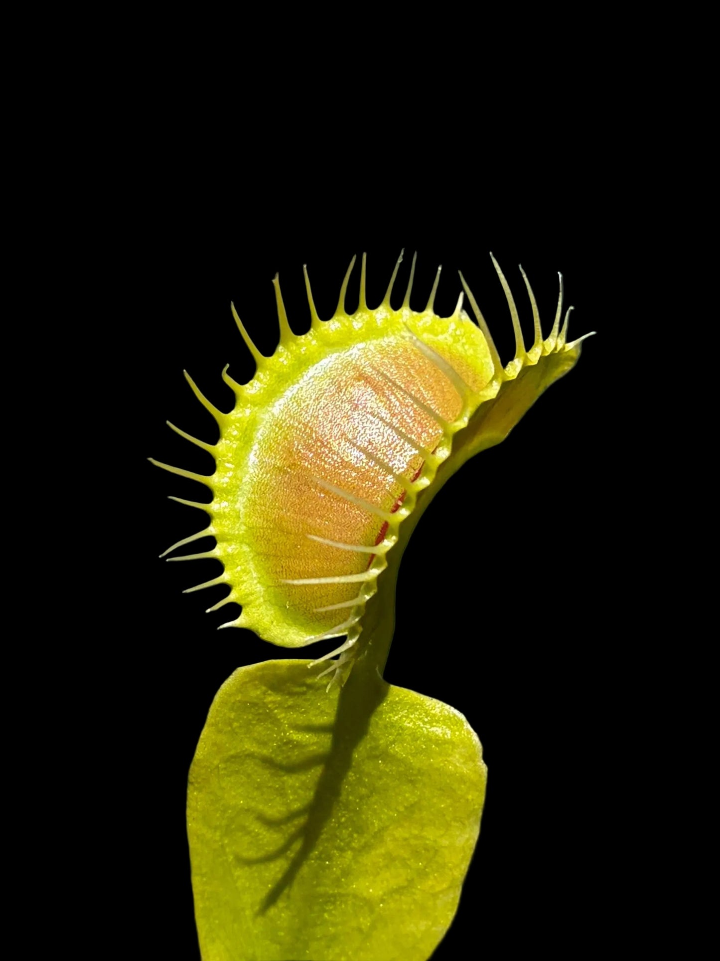 Dionaea muscipula 'cheerleader'