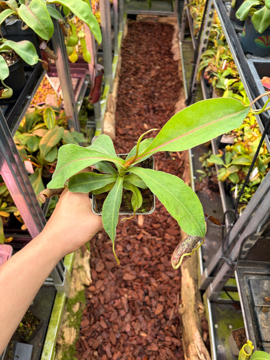 Nepenthes (adnata x spathulata) x boschiana ‚dark‘ 15cm+