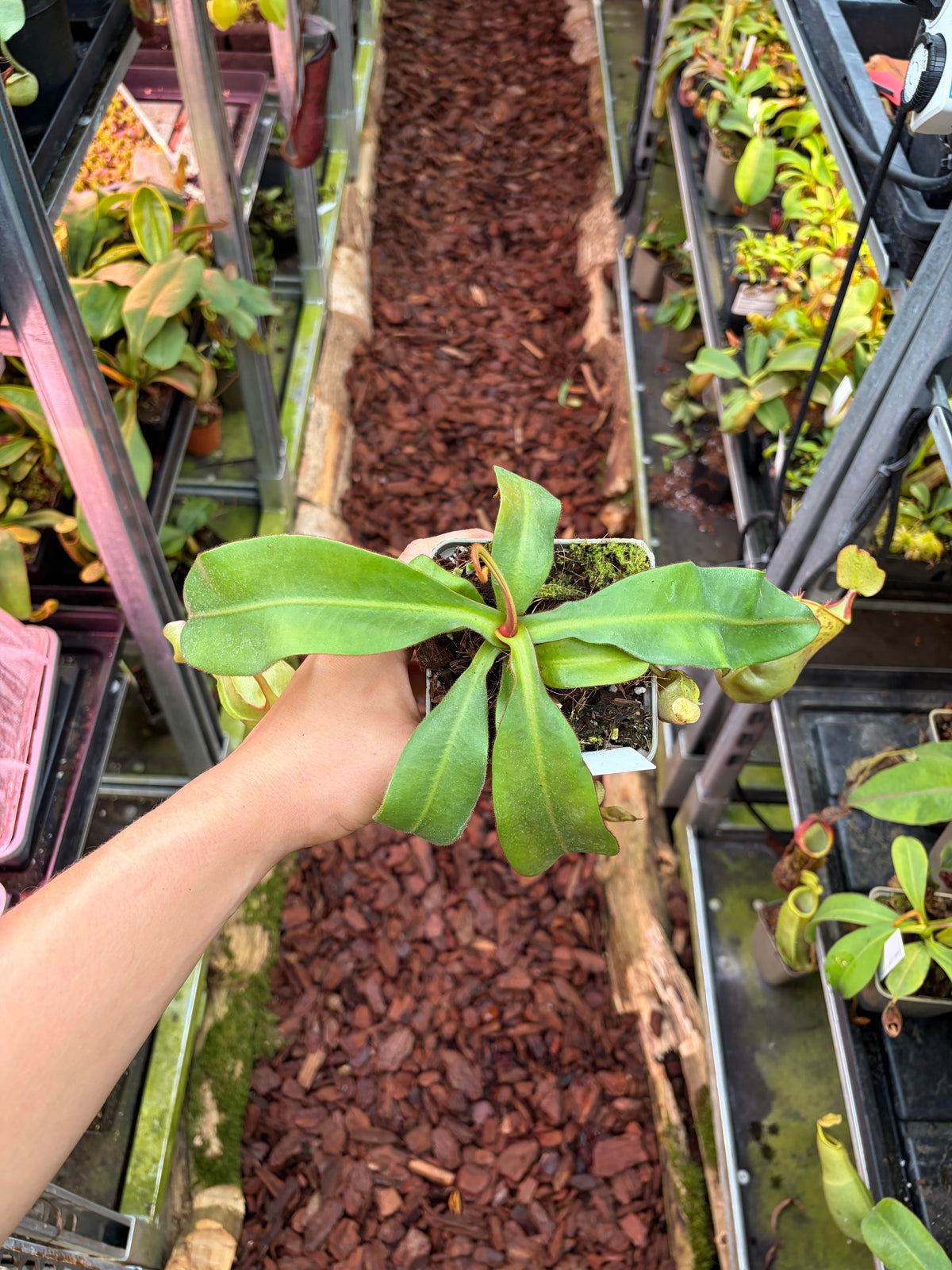 Nepenthes (adnata x spathulata) x veitchii ‚Bario‘ 15cm+