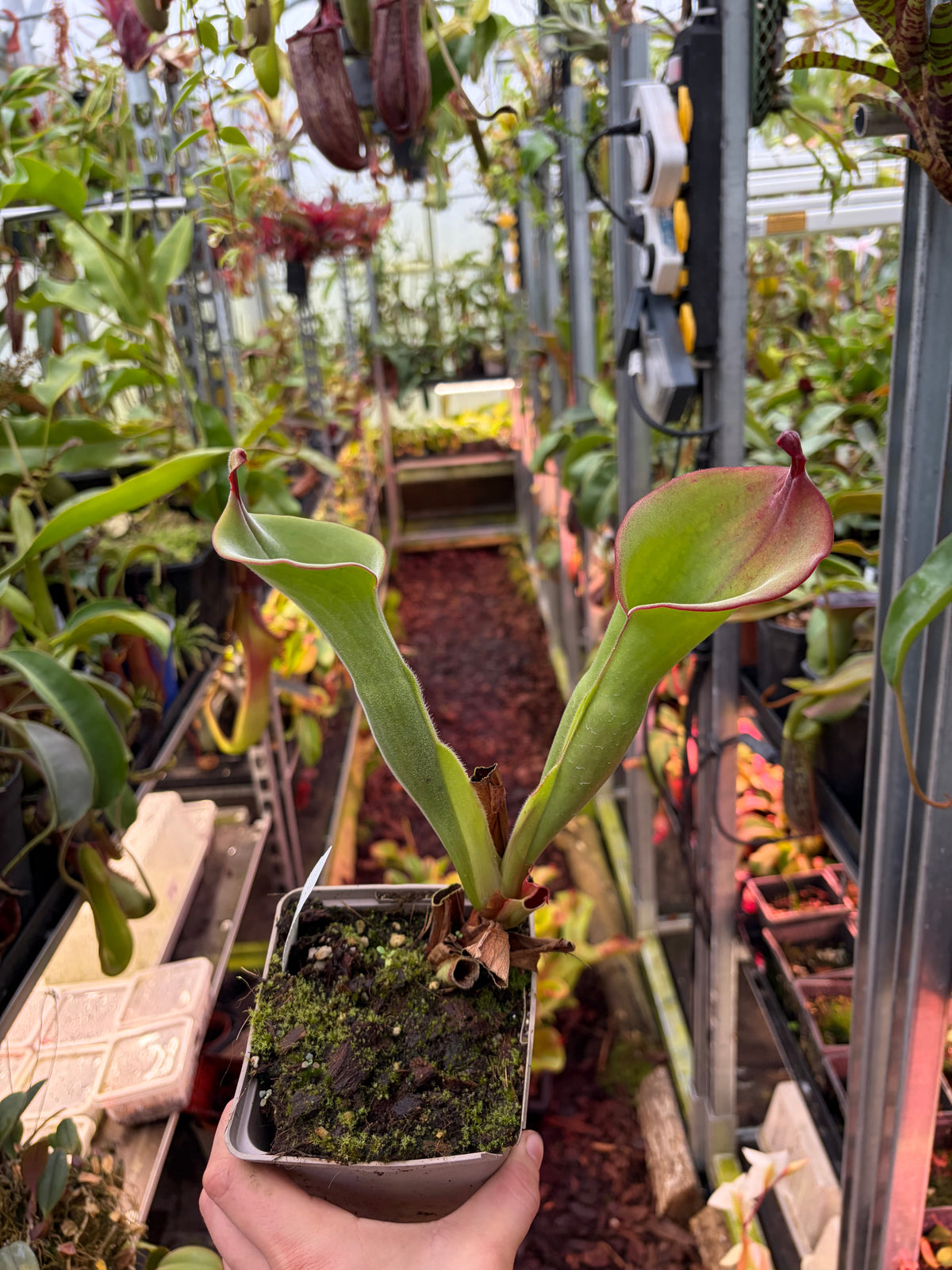 Heliamphora huberi x parva #8
