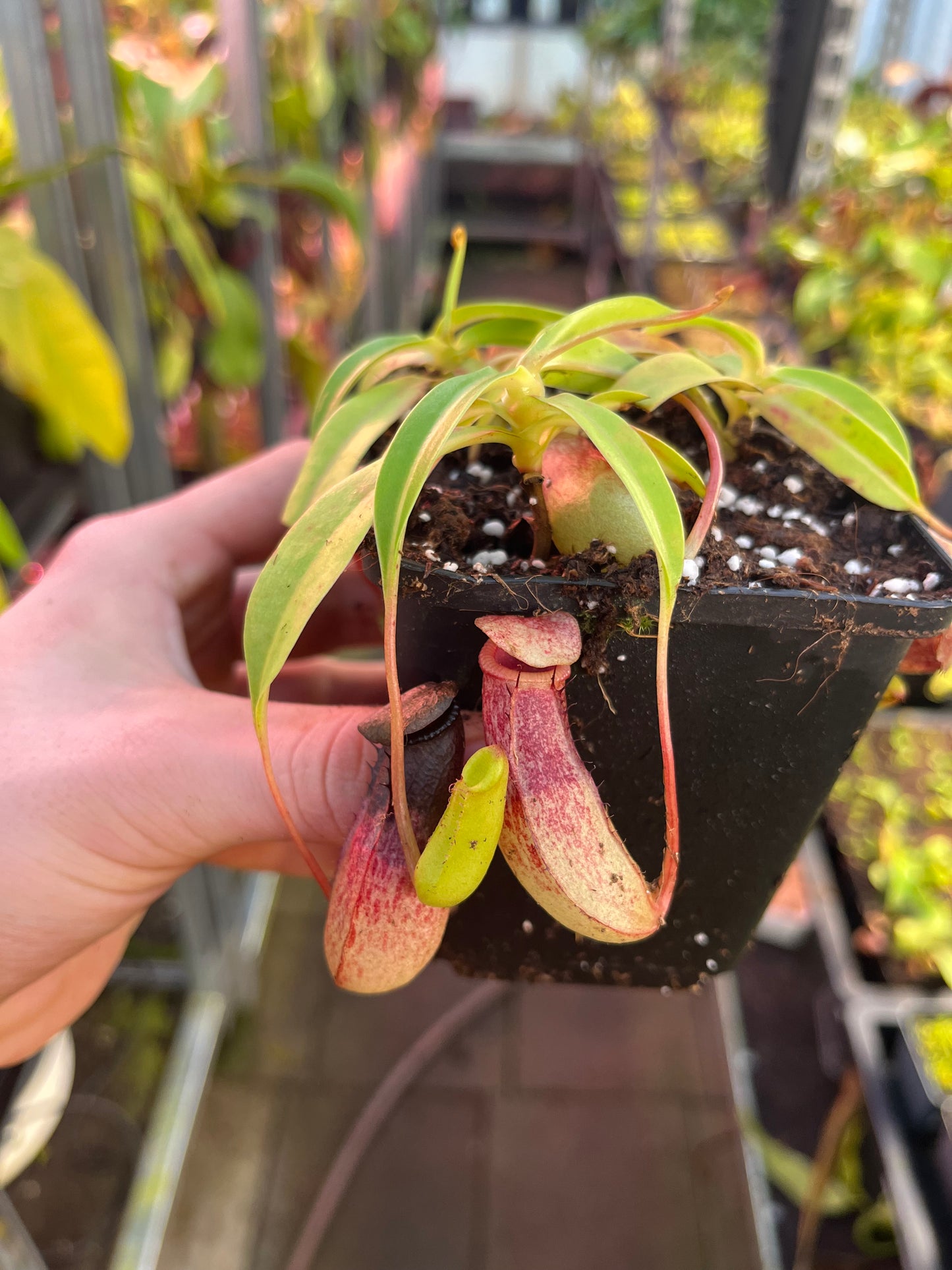 Nepenthes ventricosa ‚Madja-as‘ 10cm