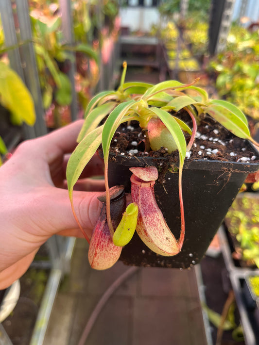 Nepenthes ventricosa ‚Madja-as‘ 10cm