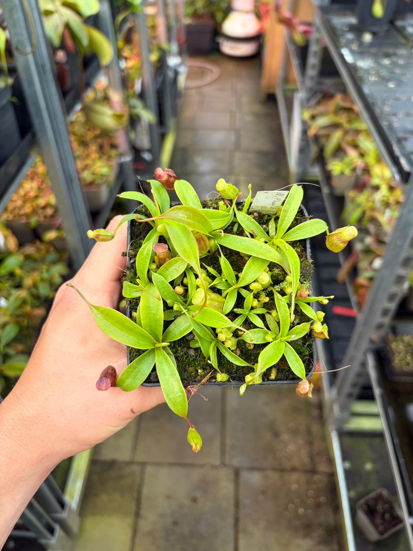 Nepenthes flava x (izumiae x inermis)
